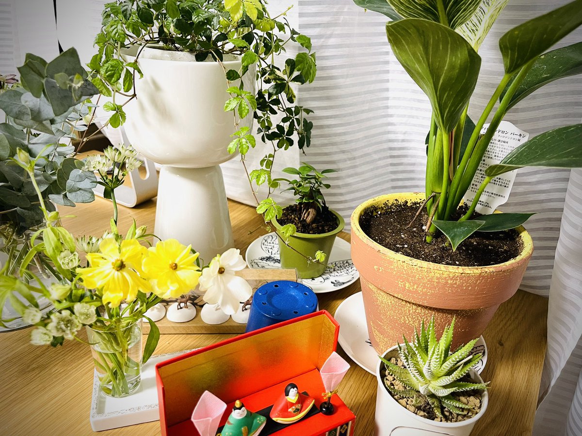 GreenlifeNanae's tweet photo. #botapii
じっくり眺めて至福タイム中。
紙媒体で見る植物情報楽しい!!!
ビカクシダ、
お店にもあってカッコよかった。
飾る場所がねー
決まらないとねー
壁に穴を開けずに済むように、
コートかけみたいなので、
多肉植物ハンキング欲しい。
山崎実業さん、
つくってくれないかな☺️
#山崎実業 https://t.co/2Bi3NkOdK5