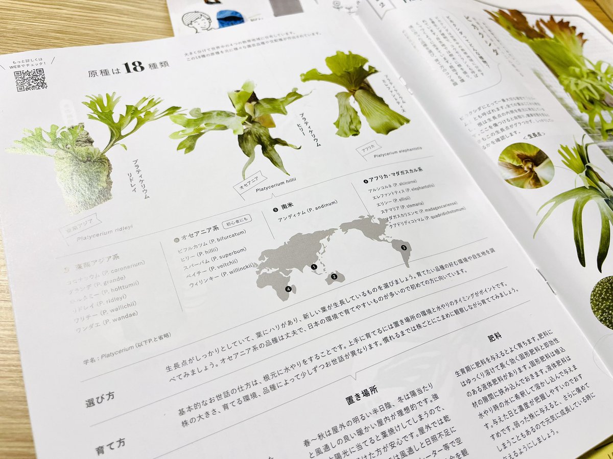 GreenlifeNanae's tweet photo. #botapii
じっくり眺めて至福タイム中。
紙媒体で見る植物情報楽しい!!!
ビカクシダ、
お店にもあってカッコよかった。
飾る場所がねー
決まらないとねー
壁に穴を開けずに済むように、
コートかけみたいなので、
多肉植物ハンキング欲しい。
山崎実業さん、
つくってくれないかな☺️
#山崎実業 https://t.co/2Bi3NkOdK5