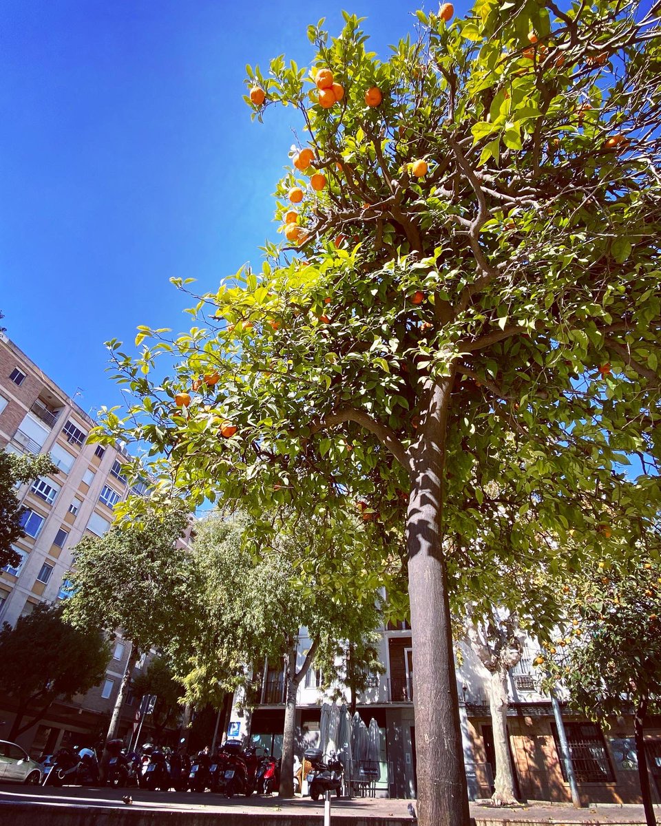 Amir Aly tweet media