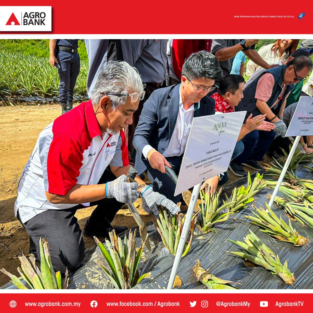 AgrobankMY's tweet photo. Agrobank hari ini, 11 Februari 2023 bersama-sama pada Majlis Perasmian & Taklimat Program Agro Komuniti B40 Usahawan Peladang Kontrak Tanaman Nanas MD2 bertempat di Pasat Pengumpulan Hasil Tani KPD (APCC) Lingkungan, Beaufort, Sabah.
•
#agrobank #aqina #agrokomuniti #usahawan https://t.co/qcQuJ0nNHC