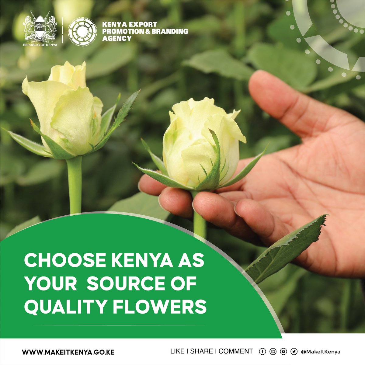 MakeItKenya's tweet photo. CHOOSE KENYA AS YOUR SOURCE OF QUALITY FLOWERS
The floriculture industry contributes 1.45% to Kenya’s GDP. By choosing Kenya as your source of high-quality flowers, you are directly benefiting the local population and Kenya’s economic development.
#ThinkFlowers - #MakeItKenya https://t.co/rwB7ZswdcG