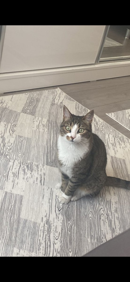 kisarase's tweet photo. HATAY CEBRAIL MAH. GÜÇLÜBAHÇE SİTESİ
Enkazdan sahibiyle çıkarılan Luna, cenazenin çıkarıldığı esnada ortadan kaybolmuştur.  Evcil hayvanların toplandığı yerler hakkında bilgi verebilir misiniz? Luna'yı nasıl arayabiliriz?
İdil'e +90 531 303 64 66'den ulaşabilirsiniz. https://t.co/4vl3n2NGnR