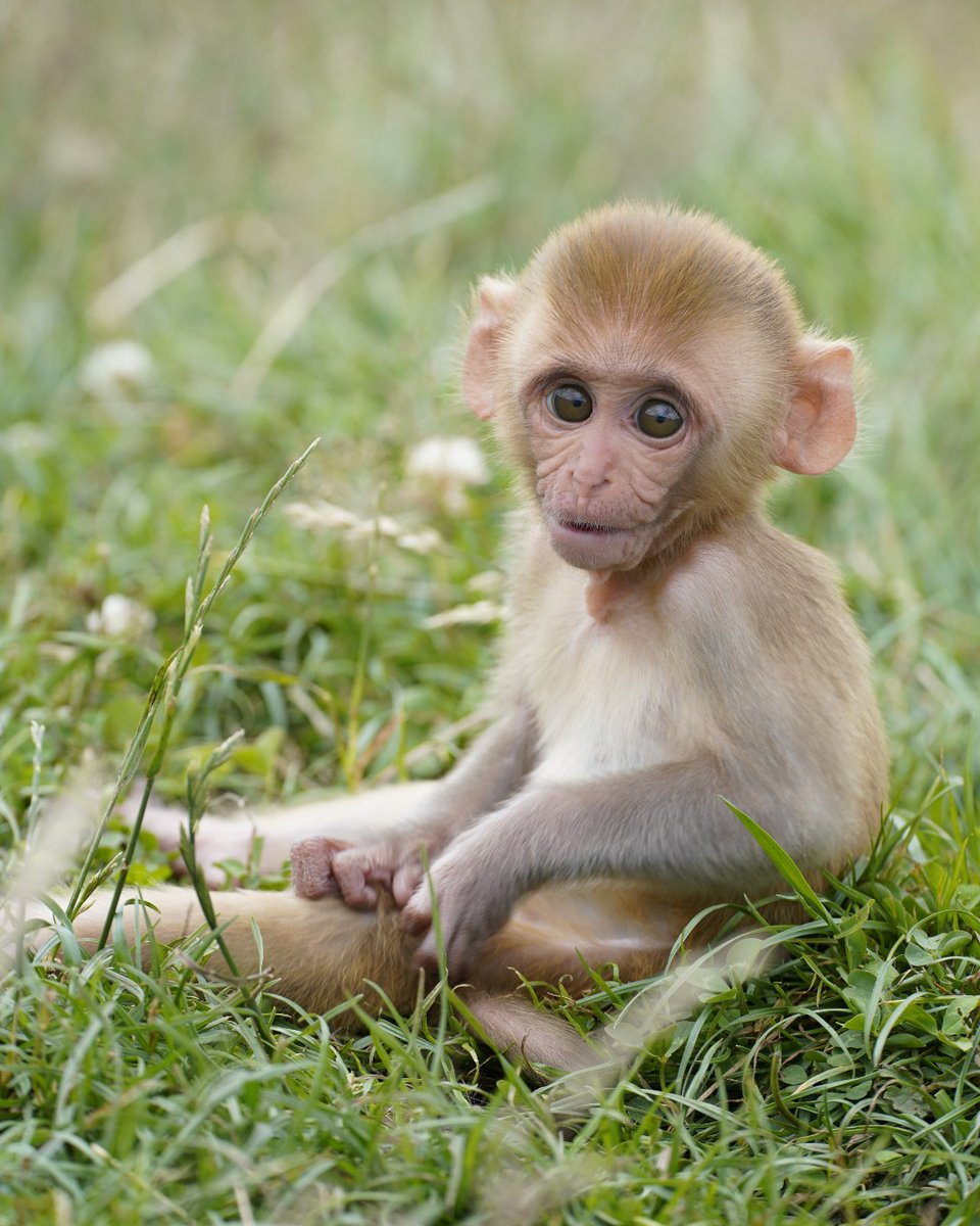 Longleat tweet media