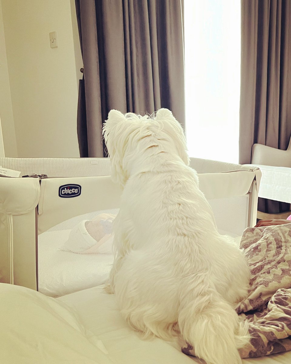 Adveith Nair tweet media