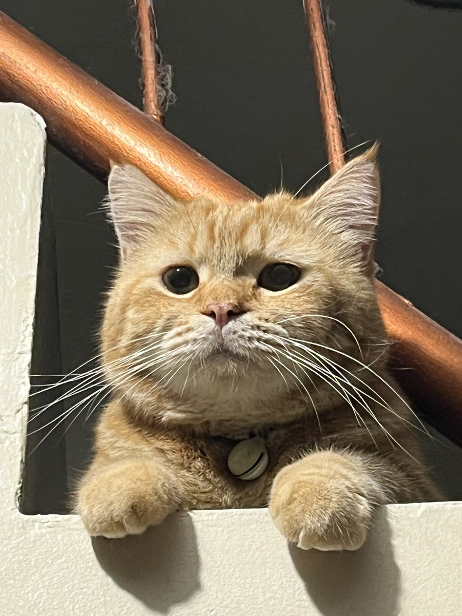 kochengfs's tweet photo. 🐈 Mau pacaran tapi lato-latoku udah ilank 😔 https://t.co/fZI8z9bUTU