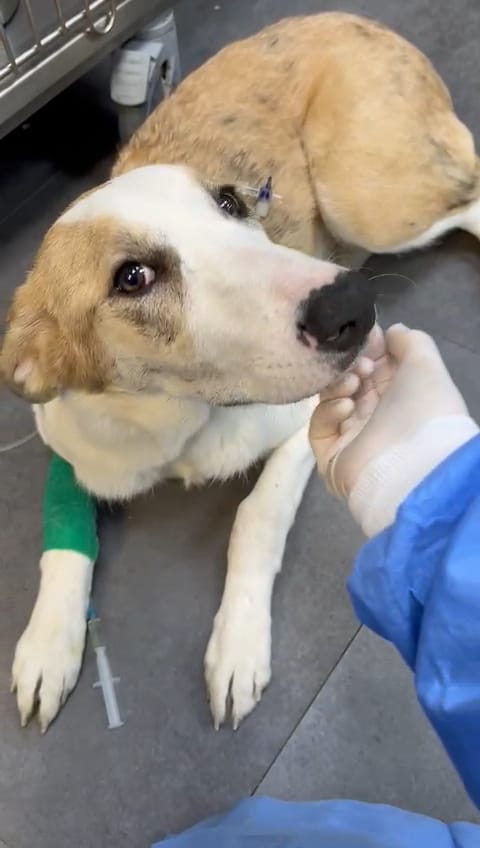 ayudaaanimales2's tweet photo. ⚠️ PRINCESA: LUCHA A VIDA O MUERTE.

Ella es Princesa, una cachorra abandonada que está luchando para superar el temido parvovirus.

Pero para que venza, necesitamos ayuda URGENTE para poder pagar el tratamiento! 😭
Bizum al 611628790 o PayPal en la bio
Concp princesa
Abro hilo https://t.co/aZA9YOo3pO