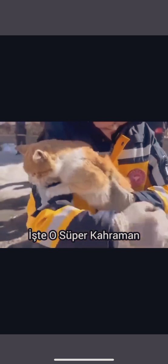 75-7-5 yaşlarında 3 insan hayatını kurtaran kedi 🥹 ailesini bırakmayıp enkaza sürekli girip çıkarak yardım getirmiş..