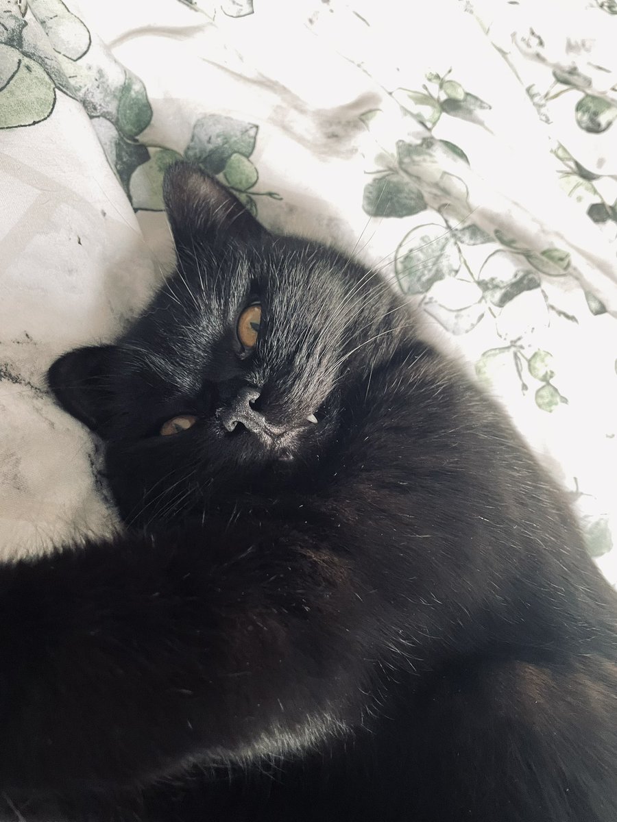 Miss_Horsfall's tweet photo. #Caturday https://t.co/adysu6OJbg