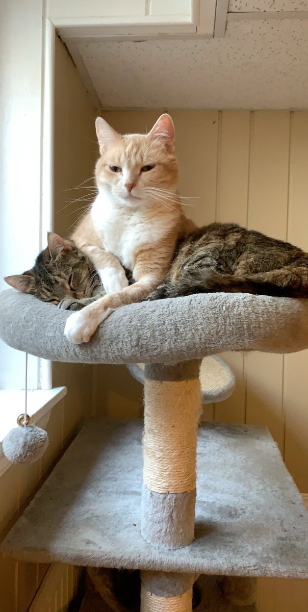 abbkoch's tweet photo. @ziggywalksinla @yatinbrooklyn @joeyneverjoe What a beauty! My cats have taken down pests I didn’t even know I had, which is both comforting and disconcerting 🫠 I also have no idea which cat commits the deed as it’s always at night 😻 https://t.co/uR1Lc5bXJm