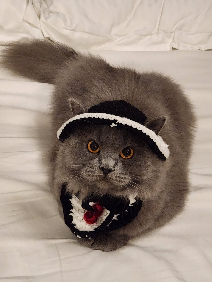 RonMunsayac's tweet photo. A happy #Caturday to all from our handsome baby boy.
#likeaSIR 🎩
#CatsOfTwitter https://t.co/kM2PQpqwoq