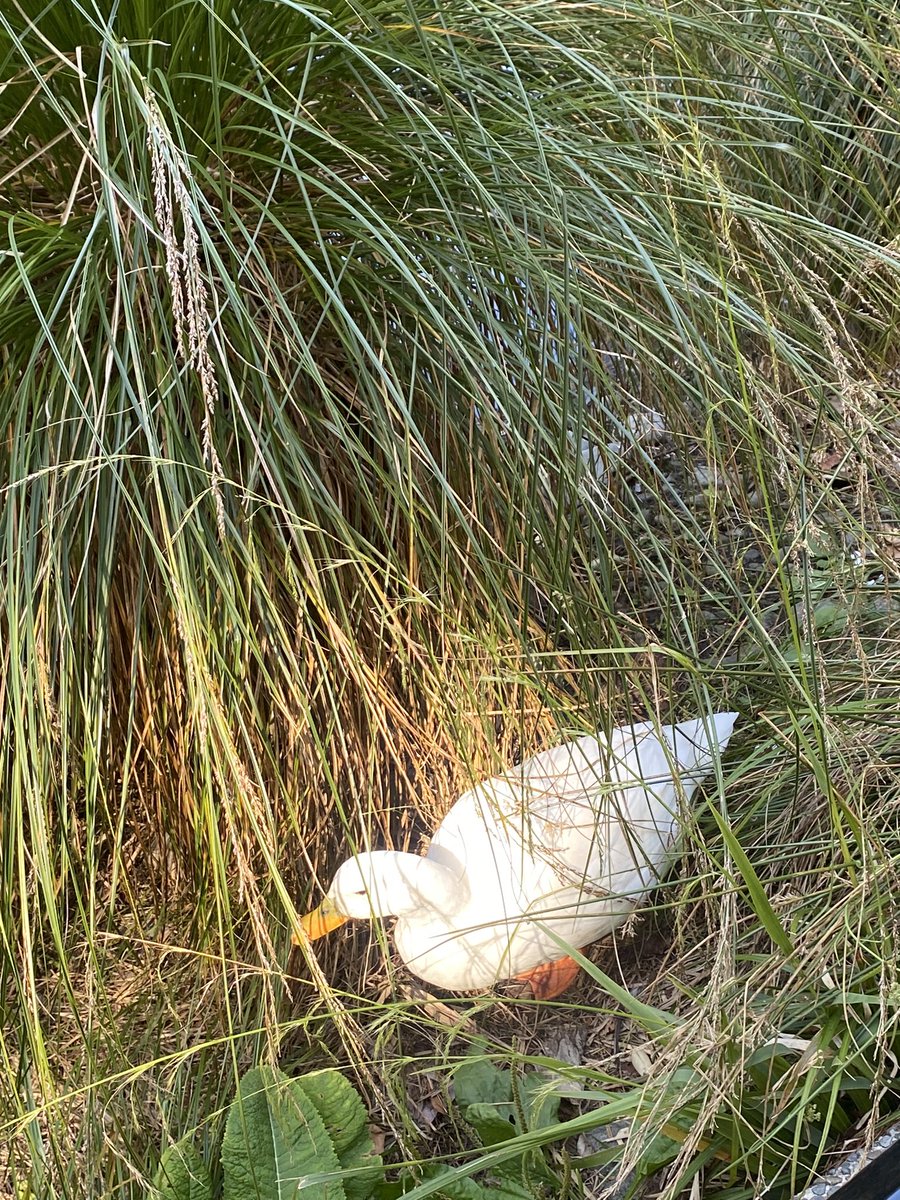 cloudismad's tweet photo. To be a duck and swim around all day https://t.co/38maSVCtuY