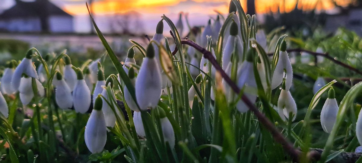A #misty #sunrise in the @_NeneValley added to the backdrop of the #snowdrops x #SaturdayVibes #earlymorning #Northamptonshire @ChrisPage90 @BBCWthrWatchers #amateurphotographer #SpringIsComing