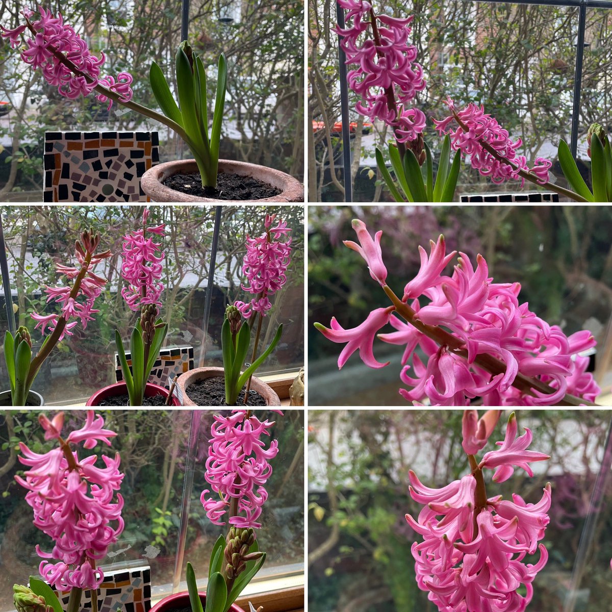 An indoor #sixonsaturday featuring my hyacinths because I’m obsessed! Have a fun weekend! #flowers #hyacinth #houseplants #flowerphotography #pinkflowers #scentedflowers #SaturdayMotivation