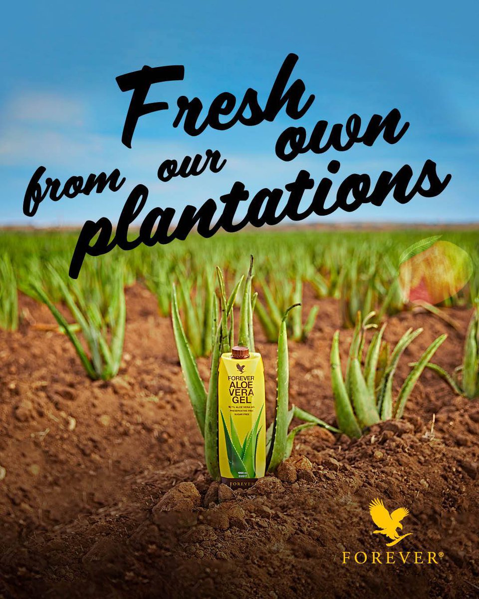 MuhammadAminFLP's tweet photo. Forever owns aloe plantations. This means we control how each plant is grown and harvested to produce the highest quality aloe vera available on the market today.

#ForeverProud https://t.co/rW96F7HCdV