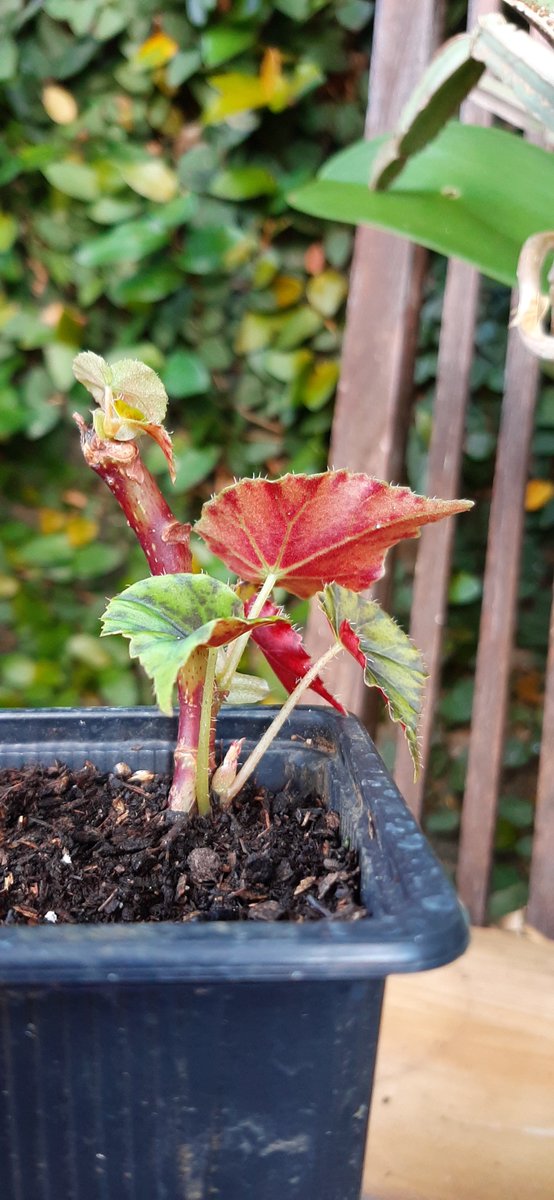 Melissa_paroles's tweet photo. Semaine au jardin

Bouture de bégonia réussie 🌱👏🙌

#fierte #gardeningtwitter #tropicalgarden #rainseason #australsummer #bégonialovers https://t.co/lYoKTiInfm