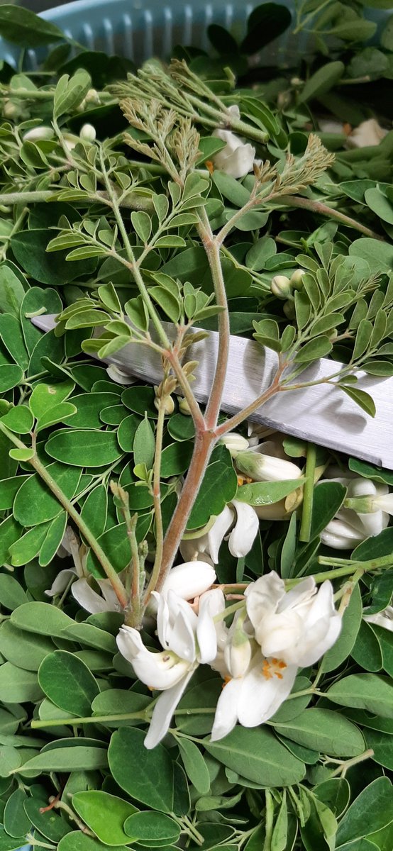 Melissa_paroles's tweet photo. Cueillette, préparation et dégustation de feuilles de mourong en "brede" 

#gardeningtwitter #tropicalgarden #rainseason #australsummer #team974 #LaRéunion #cuisinecreole https://t.co/rsjUAH3MNL