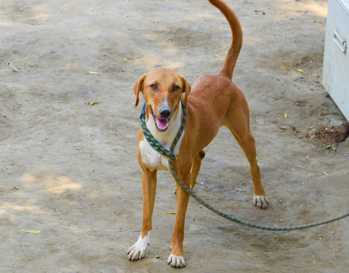 kawfoundation's tweet photo. #KAWadoptionalert

This charismatic boy you see here, is our indie, Dale. With loving personality, Dale is a furball of happiness. He’s 1.9-years-old &amp; has been vaccinated &amp; sterilised 

To #Adopt :
WhatsApp: +91 9560470202
https://t.co/8J4ZQJpHdv

https://t.co/cNrqpMzNRh
#Dog https://t.co/LCEPuxgTa9
