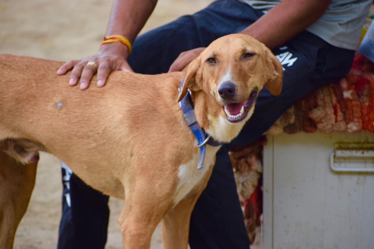 kawfoundation's tweet photo. #KAWadoptionalert

This charismatic boy you see here, is our indie, Dale. With loving personality, Dale is a furball of happiness. He’s 1.9-years-old &amp; has been vaccinated &amp; sterilised 

To #Adopt :
WhatsApp: +91 9560470202
https://t.co/8J4ZQJpHdv

https://t.co/cNrqpMzNRh
#Dog https://t.co/LCEPuxgTa9