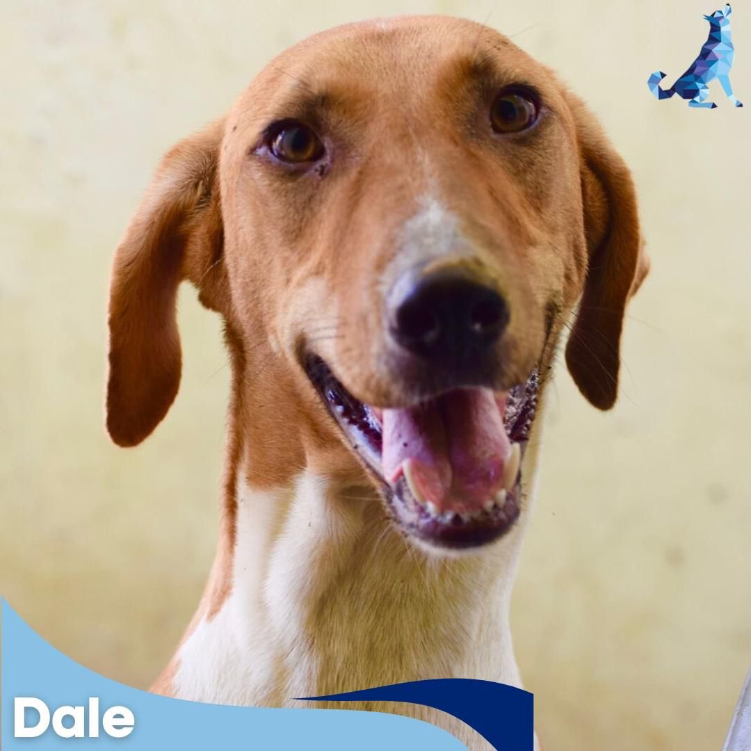 kawfoundation's tweet photo. #KAWadoptionalert

This charismatic boy you see here, is our indie, Dale. With loving personality, Dale is a furball of happiness. He’s 1.9-years-old &amp; has been vaccinated &amp; sterilised 

To #Adopt :
WhatsApp: +91 9560470202
https://t.co/8J4ZQJpHdv

https://t.co/cNrqpMzNRh
#Dog https://t.co/LCEPuxgTa9