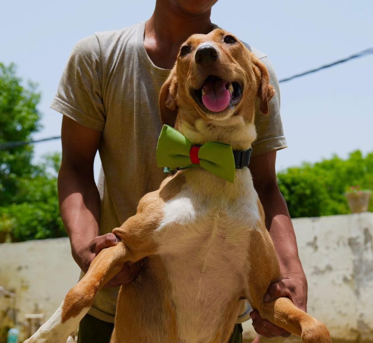 kawfoundation's tweet photo. #KAWadoptionalert

This charismatic boy you see here, is our indie, Dale. With loving personality, Dale is a furball of happiness. He’s 1.9-years-old &amp; has been vaccinated &amp; sterilised 

To #Adopt :
WhatsApp: +91 9560470202
https://t.co/8J4ZQJpHdv

https://t.co/cNrqpMzNRh
#Dog https://t.co/LCEPuxgTa9