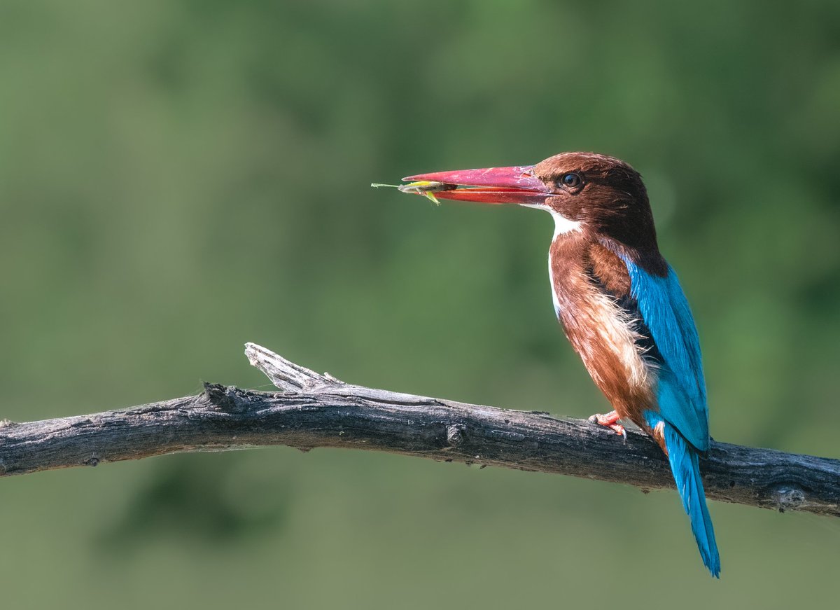azizk20's tweet photo. White-throated Kingfisher
Bharatpur, Rajasthan, India
November 2022

Nikon D5600, 300 f4 lens

1/1250, f7.1, ISO 1600 https://t.co/KgJd1qy29k
