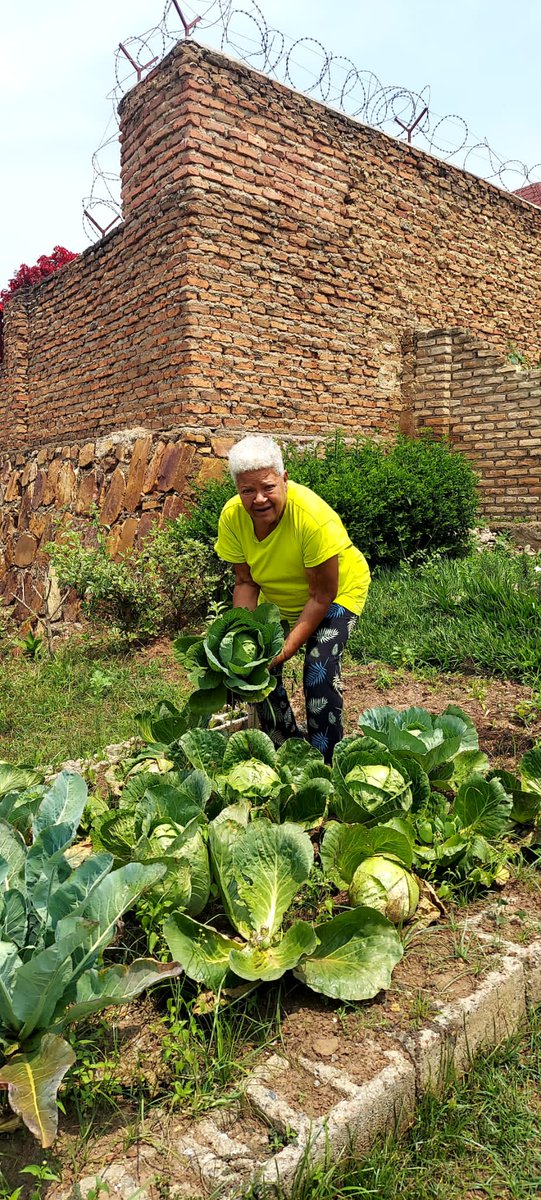 HatimaFarms's tweet photo. Beautiful Heads of Cabbage grown with Hatima Farms Manure. https://t.co/LseLjhAy2e