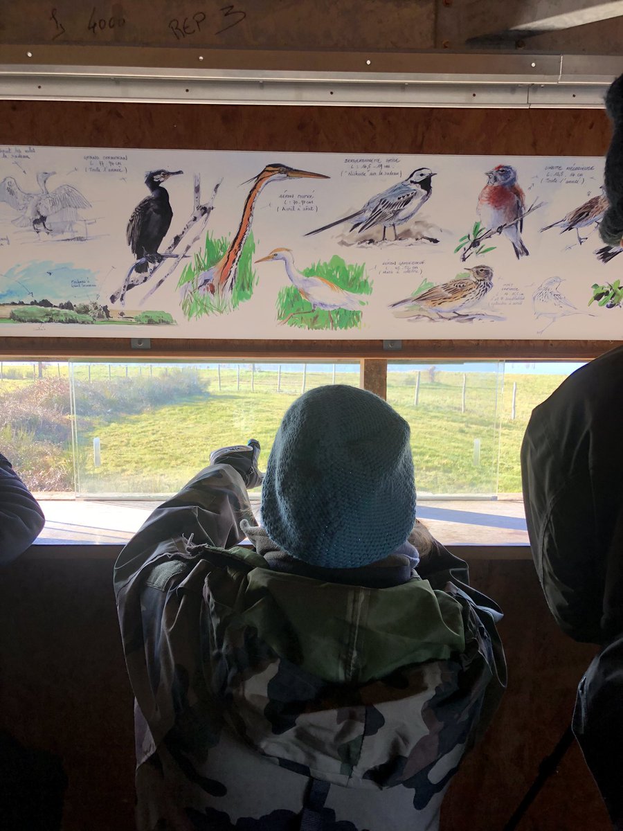cecile_girardin's tweet photo. Très belle matinée ce matin pour réviser les canards et les grèbes au lac du #cebron en #deuxsevres. C’est avec le #gods dans le cadre de la formation IROC, Initiation à la Reconnaissance des Oiseaux Communs. Prochaine sortie : les oiseaux forestiers https://t.co/GuqcjJSwDS