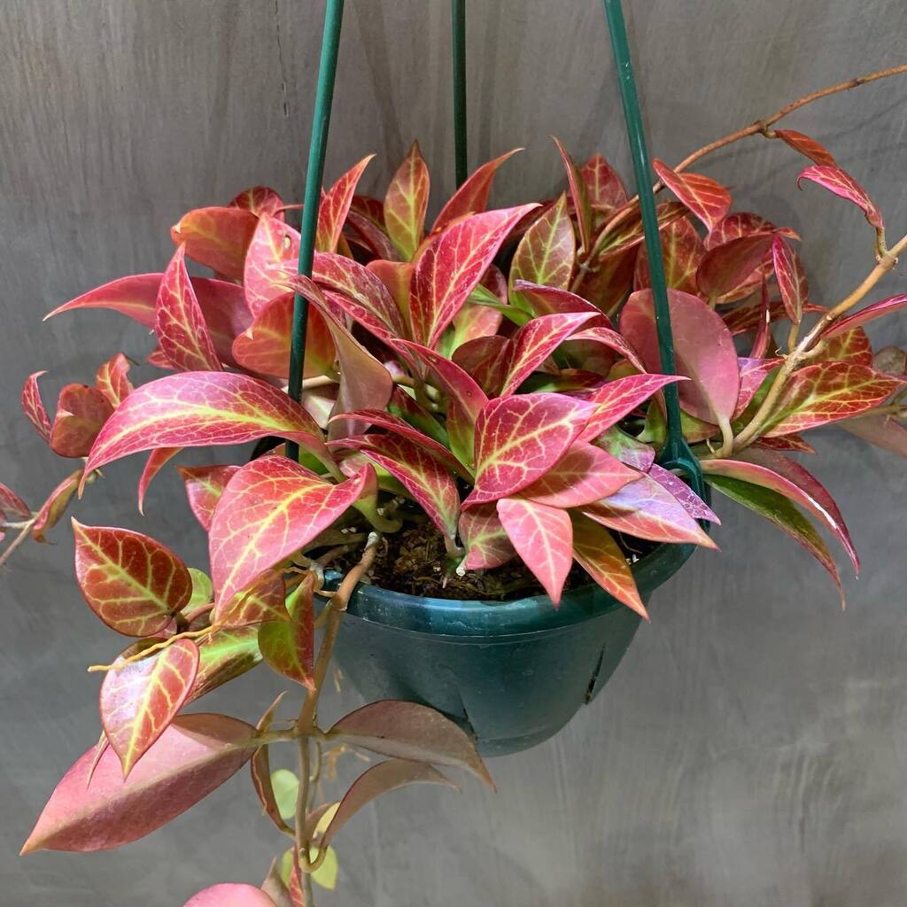 TP_K's tweet photo. ホヤ・オブスクラ
¥5,940（税込）

こちらも紅葉具合たまんないです🫱🏻❤️

#targetplants 
#indoorplants 
#hoya
#hoyaobscura
#ホヤ
#ホヤオブスクラ
#観葉植物
#南森町 
#植物のある暮らし https://t.co/EY4wSMwwEH https://t.co/mcinHFfZxl