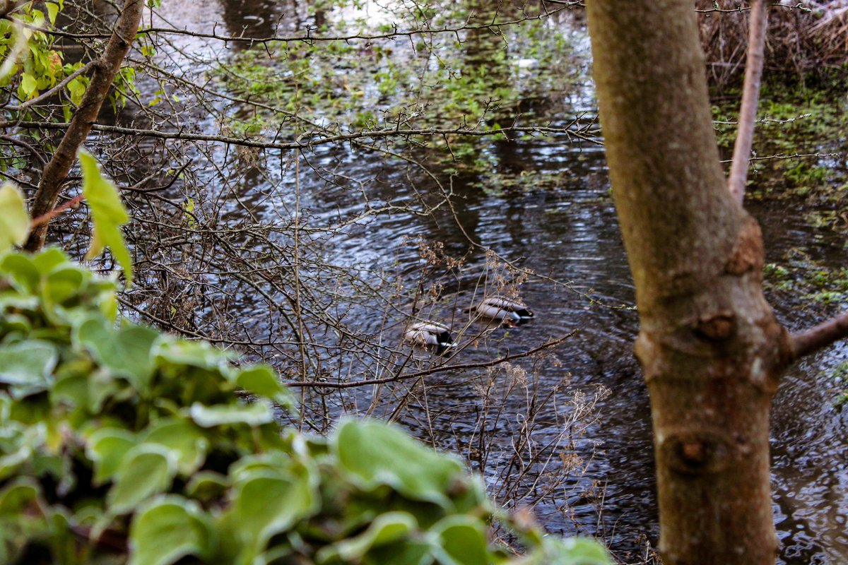 oare681's tweet photo. A pair of shy #malards
#photography #birds #BirdTwitter #canonphotography https://t.co/73o4vC4cb3