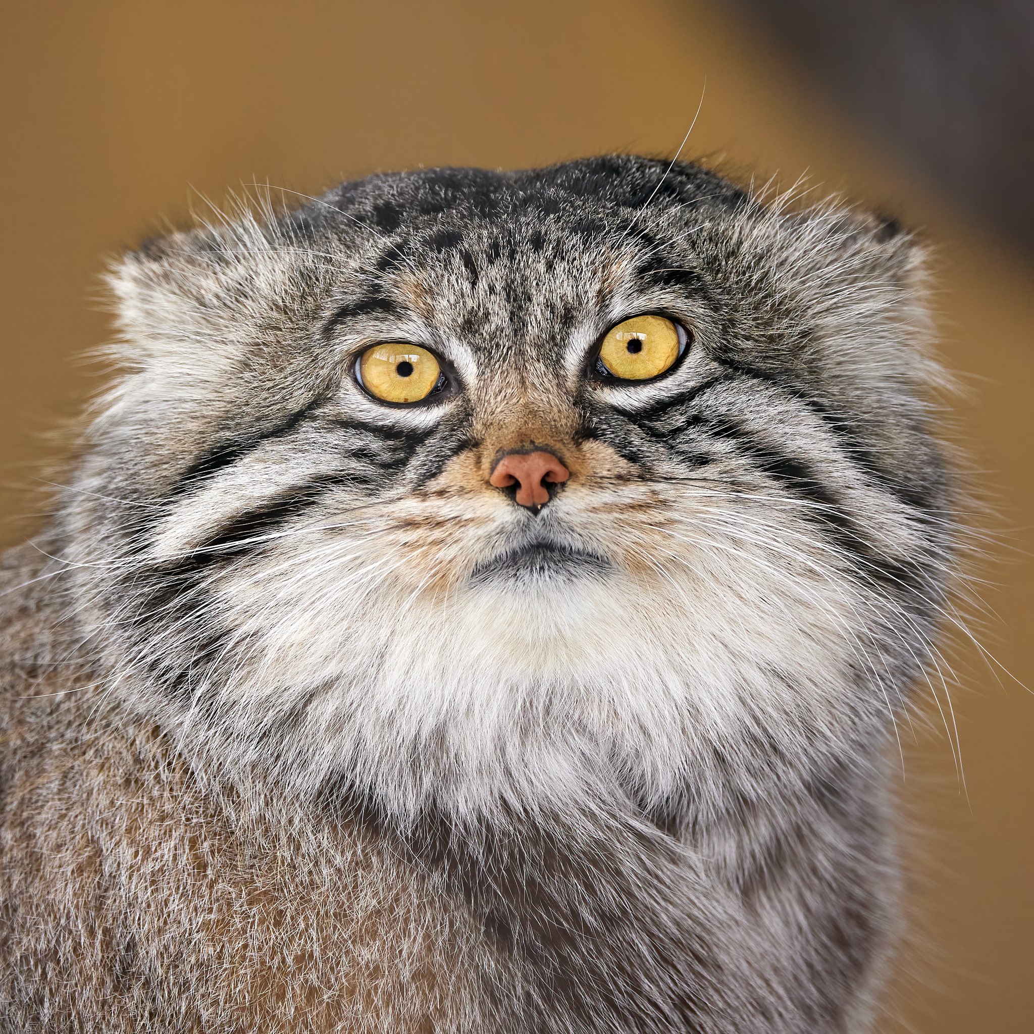 Кот породы манул