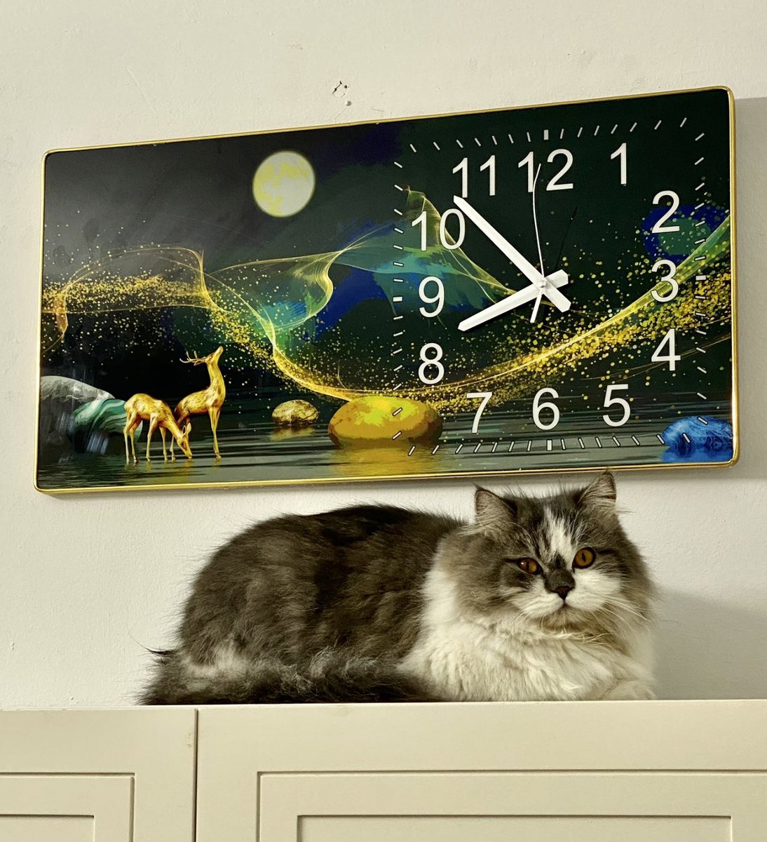 Cherry59356479's tweet photo. cat watch https://t.co/FneGUiQk5b