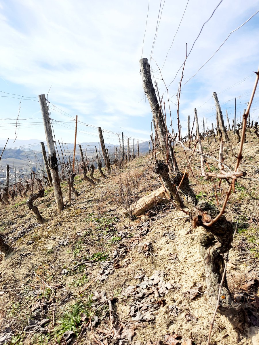 apulderico's tweet photo. Nel #Piemonte meridionale, in #Langa astigiana molti vigneti moriranno a causa della #siccità. 
Cose mai viste. Terreni resi aridi e le falde acquifere ridotte a -50% non riusciranno a soddisfare neppure il fabbisogno d'uso domestico.
"Eh, ma il #globalwarming non esiste"! https://t.co/Hfw1SgvZaD
