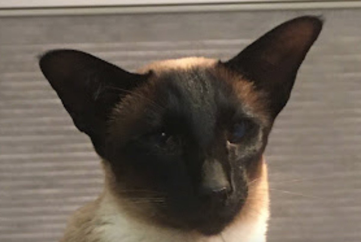 WigleyMinoux's tweet photo. #catsoftwitter #caturday https://t.co/JTyMpZecVU