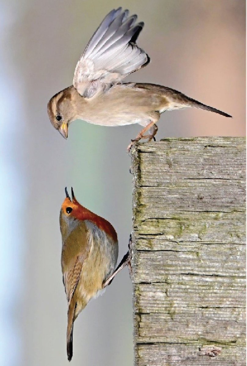 WigleyMinoux's tweet photo. @CarlBovisNature https://t.co/ERuZ0onDkW