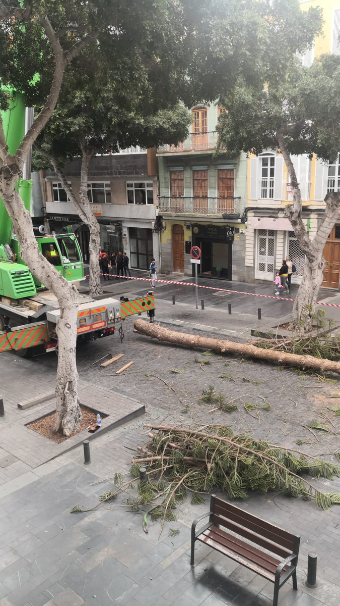 StopArboricidio's tweet photo. San Bernardo se queda sin árboles!

@jardinesLPGC se carga el árbol más grande de la calle que cada vez tiene menos árboles y más pequeños. El objetivo de @Imedinamonte está claro... JAMÁS HUBO UNA CIUDAD MÁS GRIS Y TRISTE!

#NoTeLoPerdonaréJamásInmaMedina https://t.co/uzUZRmfwDD