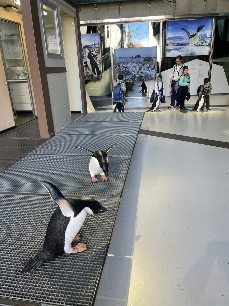 pingupratcat's tweet photo. https://t.co/EXDI6KXBs9