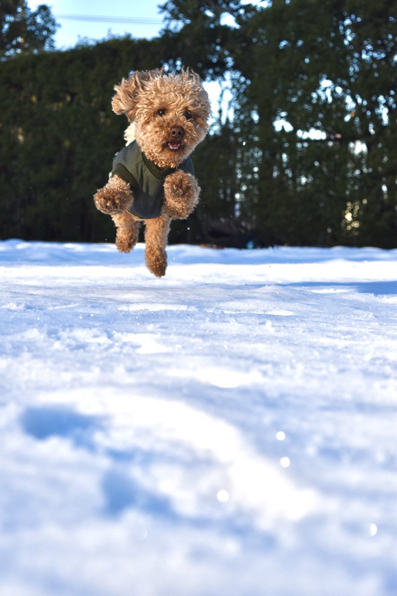 commune_os's tweet photo. 雪楽しい〜⛄️🐾 ひゃっほー🐶
.
#トイプードル #ノア君 #ノアの日常 #dog #めちゃくちゃ楽しそう #ウサギ犬
#雪ではしゃぐ犬 https://t.co/VTz8kgYOgs