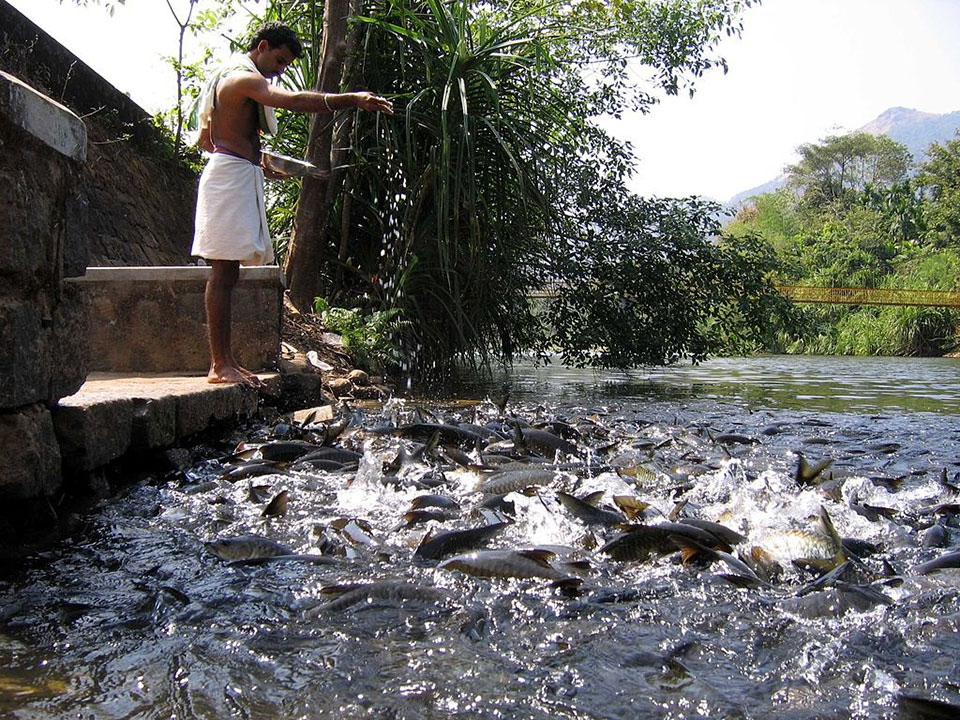 Of the 212 endemic freshwater fish in the rivers of the Western Ghats, 54 are Endangered and 12, Critically Endangered. Given this, community-based fish sanctuaries hold great potential for safeguarding freshwater biodiversity, says Shishir Rao <a href="/ShishRao/">Shishir Rao</a>.

jlrexplore.com/explore/on-ass…