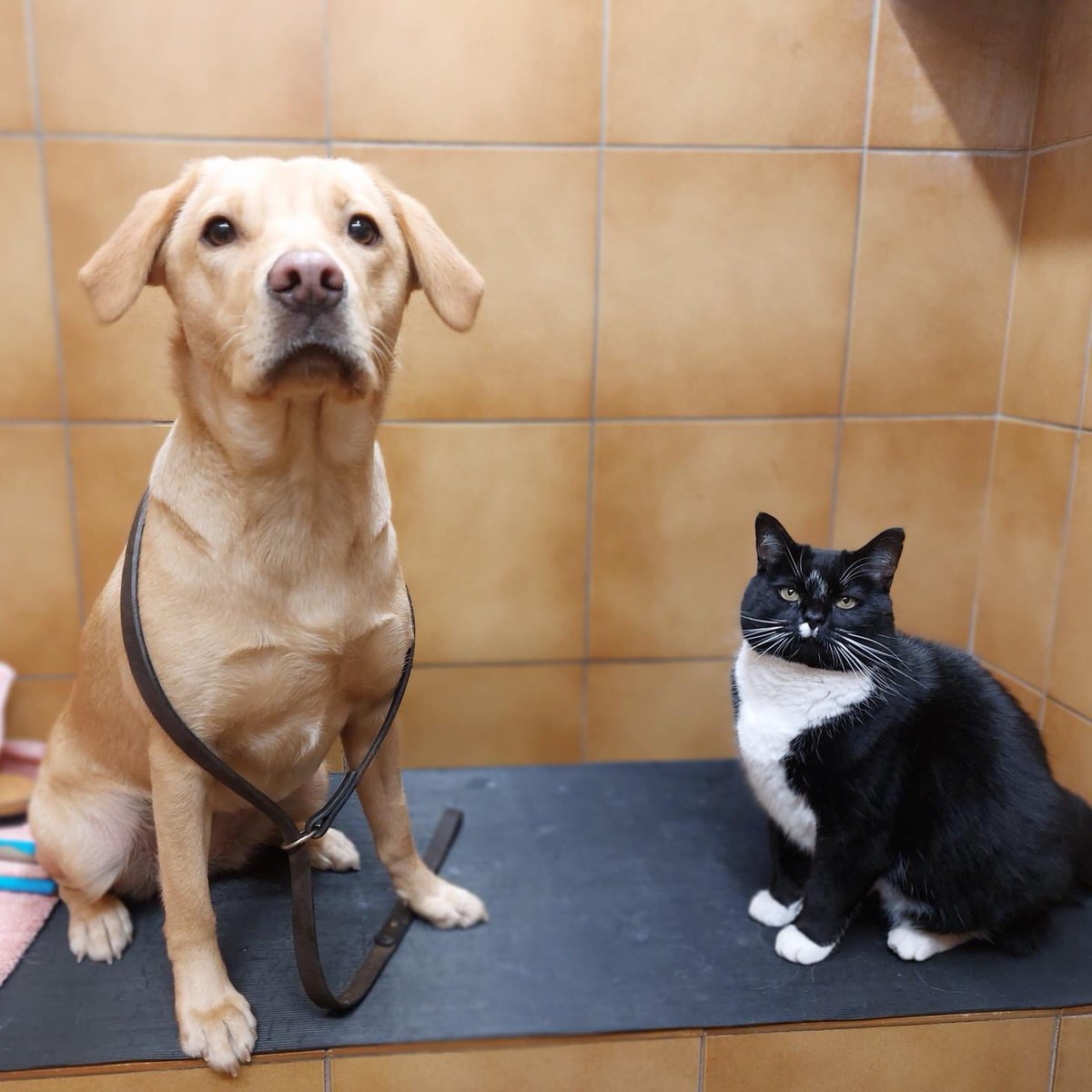 leamdogcare's tweet photo. It’s #Caturday! 🐈⬛
So here’s a photo of the Leamington Guide Dogs kennels cat, Sylvester, with trainee Guide Ellie, a cute yellow #Labrador 🦮
#DogsOfTwitter #CatsOfTwitter #GuideDogsUK #GuideCat https://t.co/E84Qd77VfQ