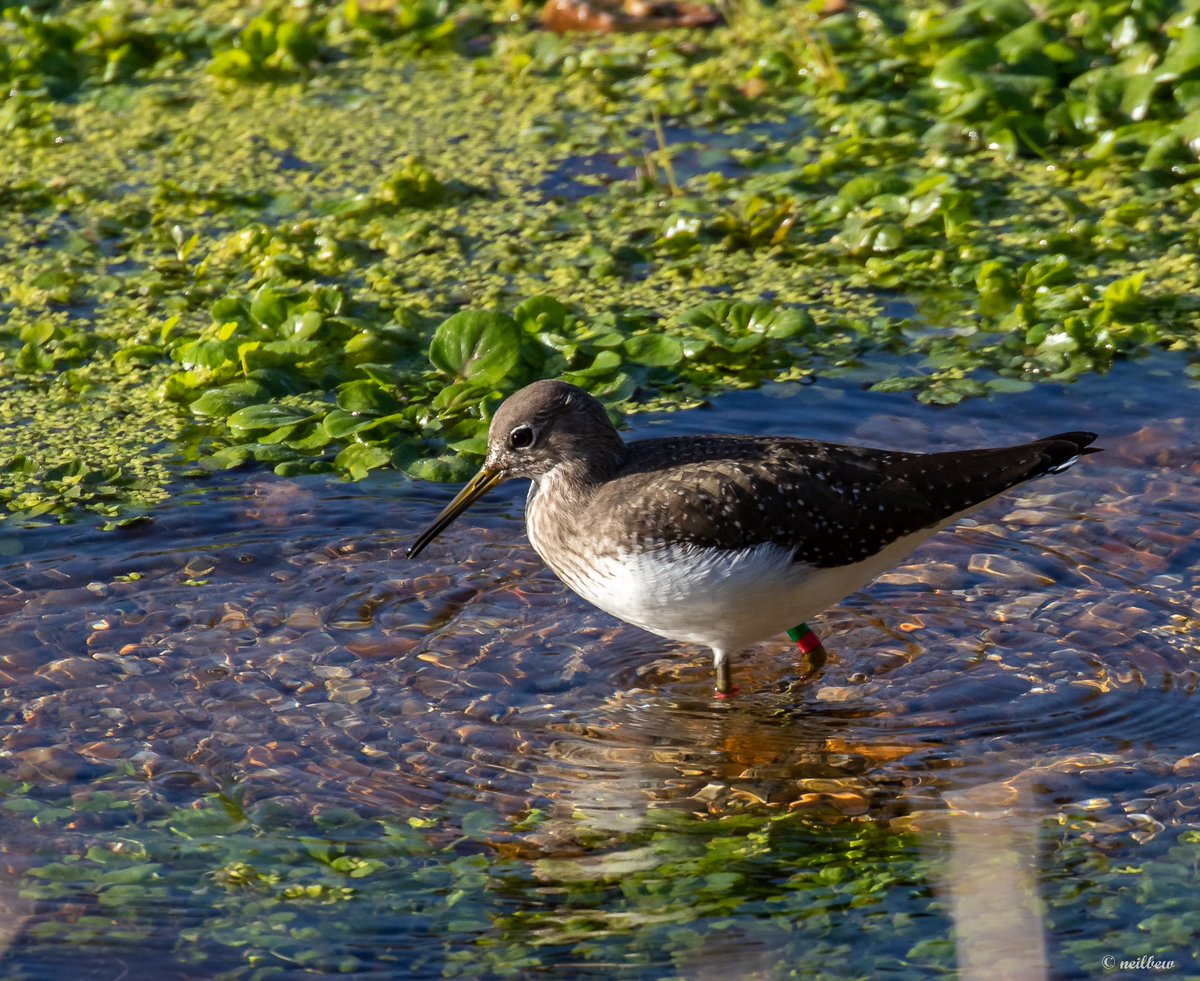 NeilBew's tweet image. Green Sandpiper at Lemsford Springs on Thursday. No luck with Jack Snipe!