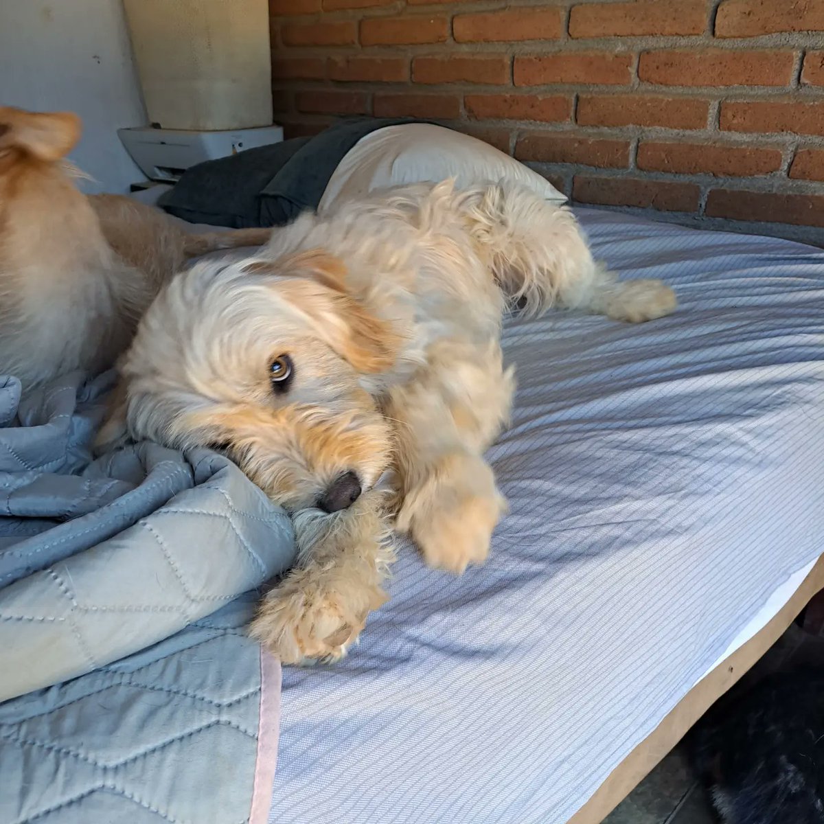 fucancl's tweet photo. EN ADOPCIÓN PANCHITO:::joven,tamaño mediano, cariñoso,  sociable.. Fue lanzado por sobre el portón del refugio con un collar de púas hacia adentro muy muy apretado 💔, hoy recuperado, sano y https://t.co/xfwg2bb0Qy puede trasladar, info WhatsApp +569 4634 0664

#adoparsalvavidas https://t.co/tghl3tQv19