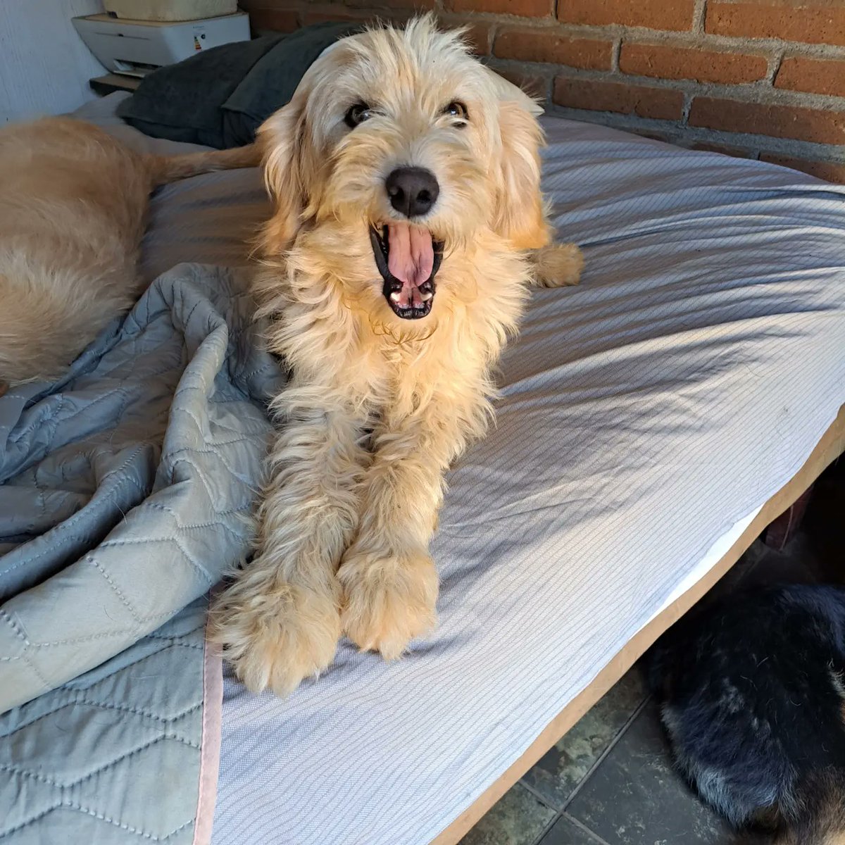 fucancl's tweet photo. EN ADOPCIÓN PANCHITO:::joven,tamaño mediano, cariñoso,  sociable.. Fue lanzado por sobre el portón del refugio con un collar de púas hacia adentro muy muy apretado 💔, hoy recuperado, sano y https://t.co/xfwg2bb0Qy puede trasladar, info WhatsApp +569 4634 0664

#adoparsalvavidas https://t.co/tghl3tQv19