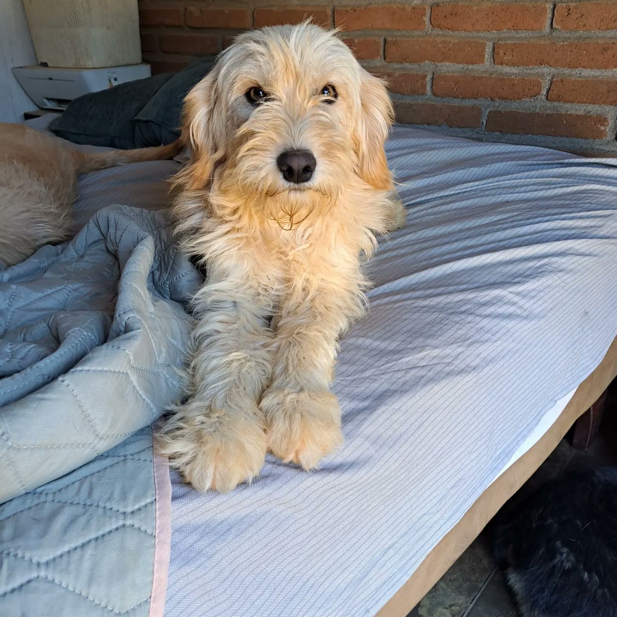 fucancl's tweet photo. EN ADOPCIÓN PANCHITO:::joven,tamaño mediano, cariñoso,  sociable.. Fue lanzado por sobre el portón del refugio con un collar de púas hacia adentro muy muy apretado 💔, hoy recuperado, sano y https://t.co/xfwg2bb0Qy puede trasladar, info WhatsApp +569 4634 0664

#adoparsalvavidas https://t.co/tghl3tQv19