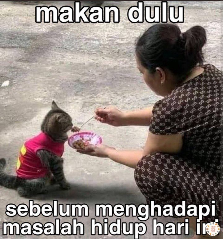 kochengfess's tweet photo. 🪱 saran jawaban kalo ditanya "kok mau si keluar duit banyak buat kucing mana kucingnya kucing kampung ga yg cakep (ras) sekalian?" makasi gais https://t.co/5PjeTveDT0