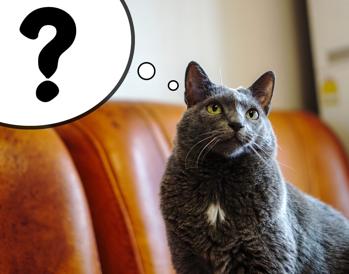 📢 Attention all #pet owners!

Do you want to know how best to care for your cat, dog, rabbit or guinea pig? 

We'll be catching up with <a href="/zoethepetnurse/">zoe blake</a> soon for a special pet Q&amp;A and we want your questions. 

Tell us here 👇or DM if you prefer #podcasts #pets