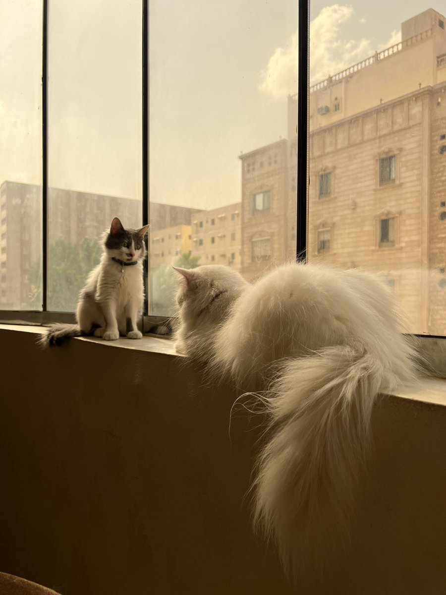 Shoo7799's tweet photo. @ScreenMix دوشي و سيمبا  🫶🏻 https://t.co/qaMDilRLqc