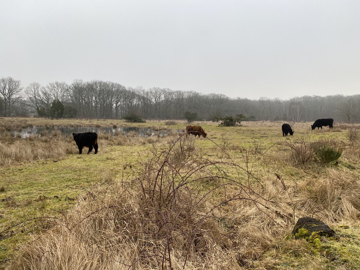 n_philipsen's tweet photo. Went dung-hunting in MolsLab, Denmark this week to initiate investigations of GHG-hotspots in rewilded landscapes as part of @wild_soil. How long does dung persist as GHG moments and what are contributions to landscape-scale soil GHG fluxes? Thx to @Ming_YYUU helping out! https://t.co/r4NFUHdLMn