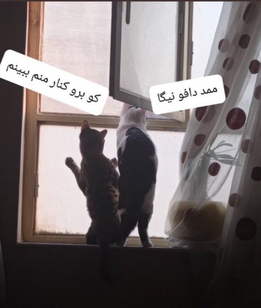 mohmmd_ns's tweet photo. @hwdic9 https://t.co/Y8SpgXi70k