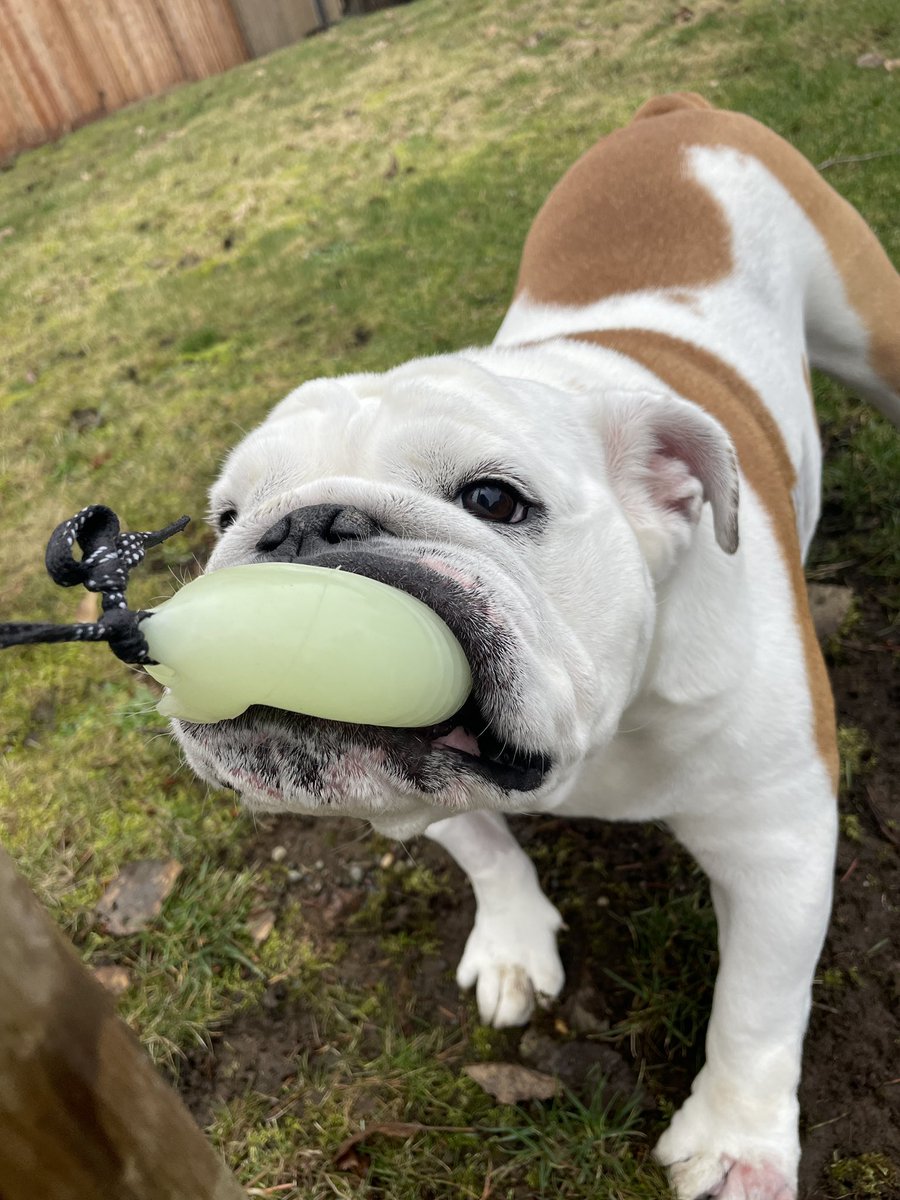 bourbon_karalyn's tweet photo. Guys! 🥳 I was feeling the best I’ve felt in months! I actually played with my tetherball! I’ve missed it so much! I’ve almost ripped that ball off too 😂 I think mom better start  restocking the balls soon 😂 
I napped for several hrs afterwards🤭
#kickingcancersass #teamnugget https://t.co/pUnwaxrMUI