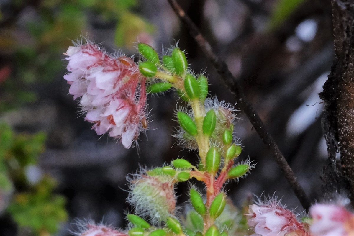fernkloofza's tweet photo. Many pink #Ericas flowering now!
This #Erica #ioniana or "small nodding heath" is #Rare.
#Erica #ioniana is a highly localised endemic from the #Kleinriver #Mountains. Named after Dr. Ion James Muirhead Williams (1912-2001) a well known Hermanus botanist and collector https://t.co/HiS3MyfwCr